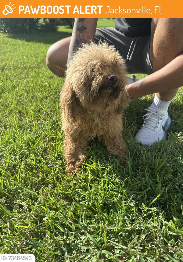 Found/Stray Female Dog last seen San Souci/ Englewood Area, Jacksonville, FL 32216
