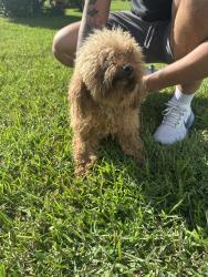 Found/Stray Female Dog last seen San Souci/ Englewood Area, Jacksonville, FL 32216
