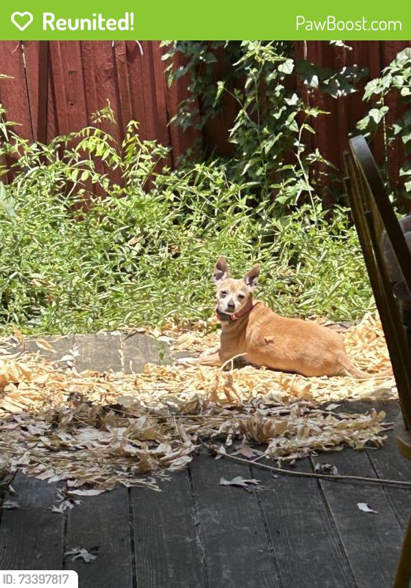 Reunited Female Dog last seen Near Beltline and Webb chapel, Carrollton, TX 75234
