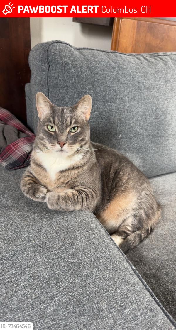 Lost Male Cat last seen Goodale Park, Columbus, OH 43215