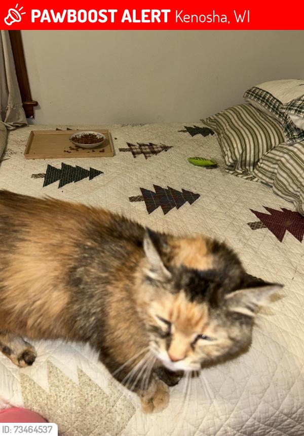 Lost Female Cat last seen 76th Street and 33rd Avenue, Kenosha, WI 53142