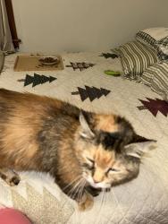 Lost Female Cat last seen 76th Street and 33rd Avenue, Kenosha, WI 53142