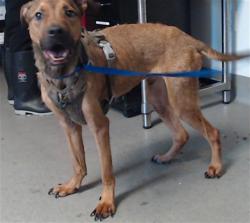 Shelter Stray Male Dog last seen TENDERLOIN/ POST ST, 1419 Bryant St, San Francisco, CA 94103, USA
