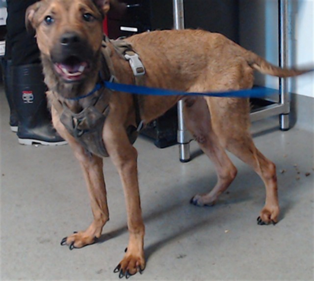 Shelter Stray Male Dog last seen TENDERLOIN/ POST ST, 1419 Bryant St, San Francisco, CA 94103, USA