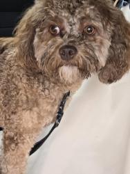 Found/Stray Unknown Dog last seen Millbrook subdivision, Lancaster, TX 75146