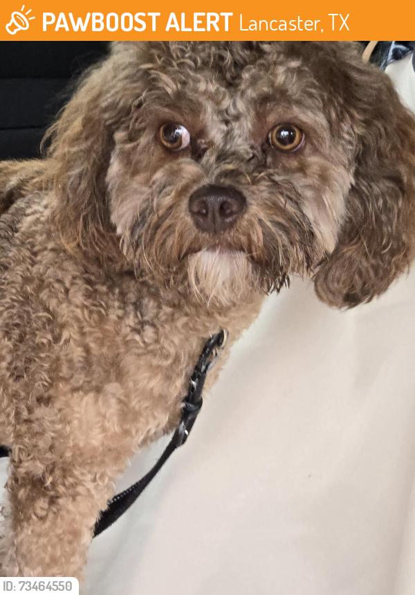 Found/Stray Unknown Dog last seen Millbrook subdivision, Lancaster, TX 75146