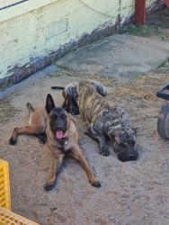 Lost Male Dog last seen 140th E and Ave G, Los Angeles County, CA 93535