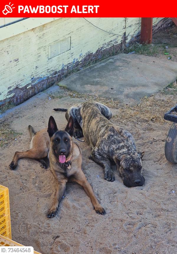 Lost Male Dog last seen 140th E and Ave G, Los Angeles County, CA 93535