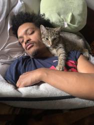 Lost Female Cat last seen Corner of Rushleigh & Hartwood, Cleveland Heights, OH 44121