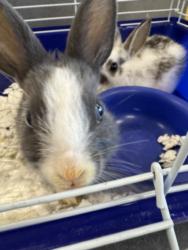 Shelter Stray Male Other last seen , 11361 W Pico Blvd, Los Angeles, CA 90064, USA