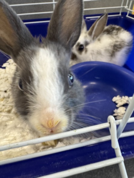 Shelter Stray Male Other last seen , 11361 W Pico Blvd, Los Angeles, CA 90064, USA