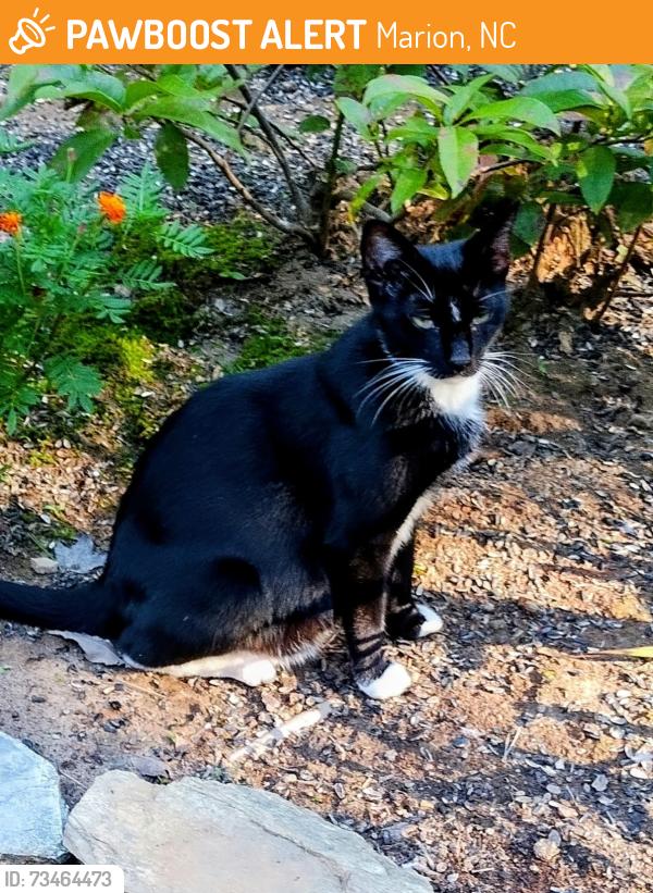 Found/Stray Female Cat last seen Burma RD W, Marion, NC 28752