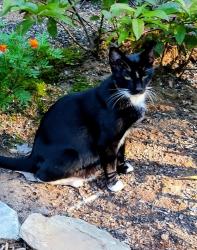 Found/Stray Female Cat last seen Burma RD W, Marion, NC 28752
