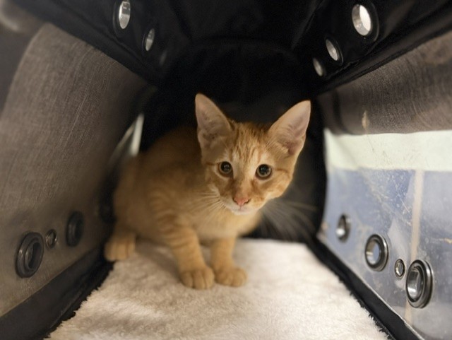 Shelter Stray Male Cat last seen Near BLOCK E 15 PL, 3599 NW 79th Ave, Doral, FL 33122, USA