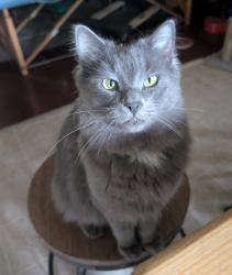 Lost Male Cat last seen Gorham rd, Wiscasset, ME 04578