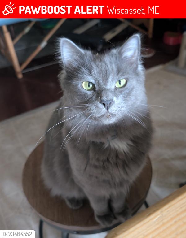 Lost Male Cat last seen Gorham rd, Wiscasset, ME 04578