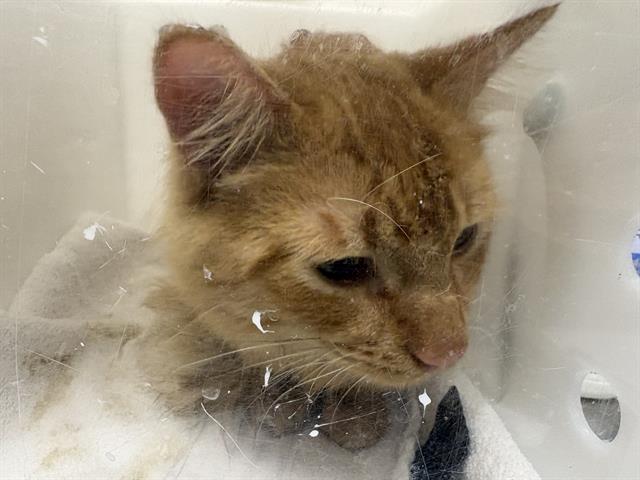 Shelter Stray Male Cat last seen , 3839 W Burnham St, West Milwaukee, WI 53215, USA