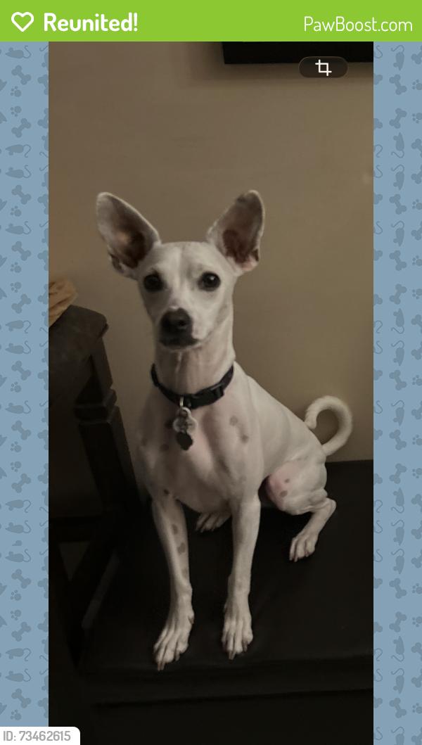 Reunited Male Dog last seen Whitney and Wolford, Clearwater, FL 33760
