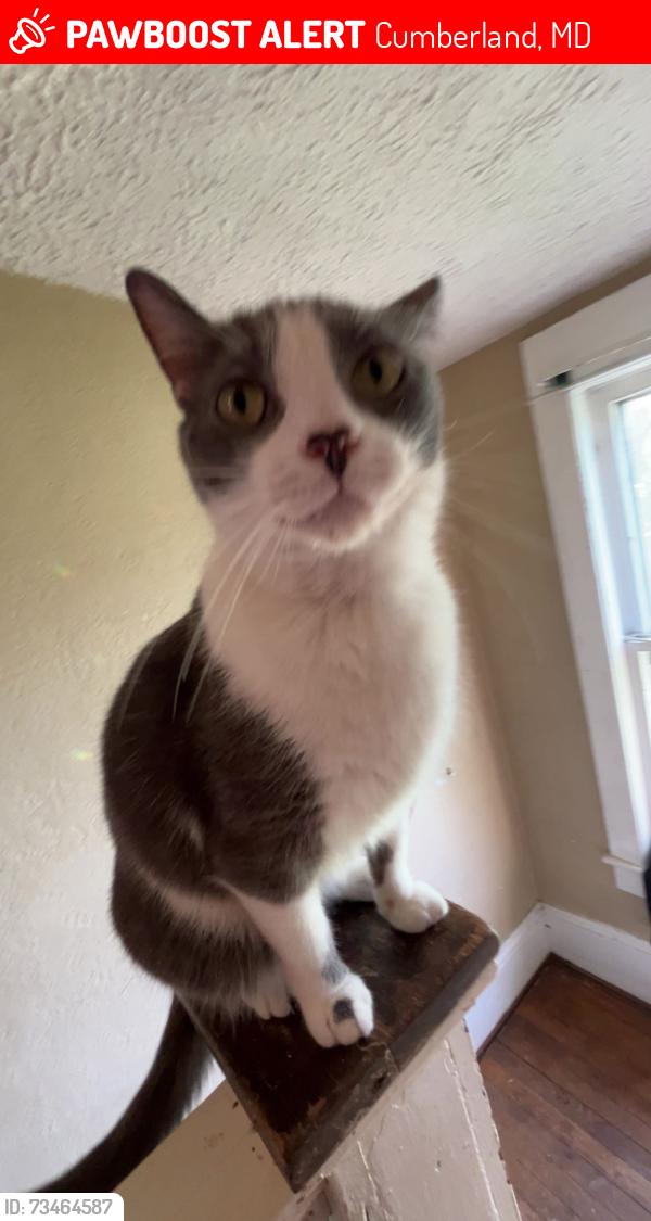 Lost Male Cat last seen constitution park or 711, Cumberland, MD 21502