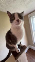 Lost Male Cat last seen constitution park or 711, Cumberland, MD 21502