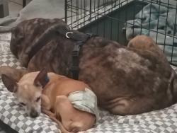 Reunited Male Dog last seen Musselwhite and princeton, Orlando, FL 32804