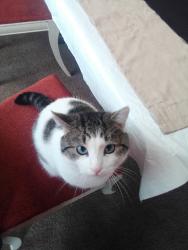 Lost Male Cat last seen Colburn Ave, Cleveland, OH 44109