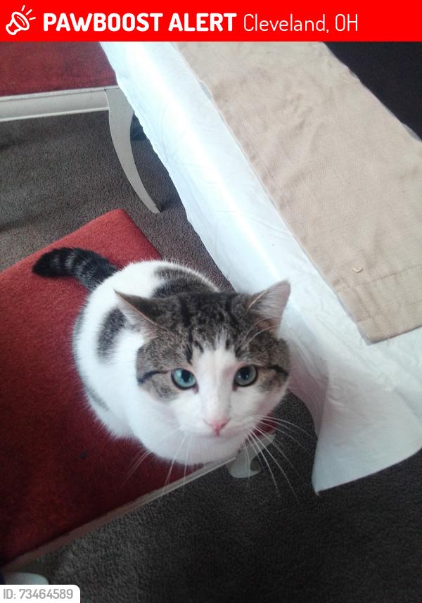 Lost Male Cat last seen Colburn Ave, Cleveland, OH 44109