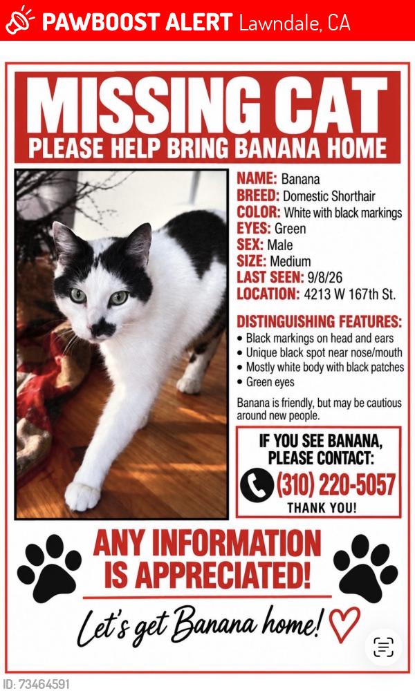 Lost Male Cat last seen 167th Street and Hawthorne blvd, Lawndale, CA 90260