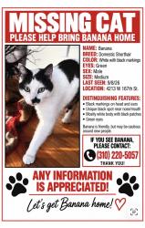 Lost Male Cat last seen 167th Street and Hawthorne blvd, Lawndale, CA 90260