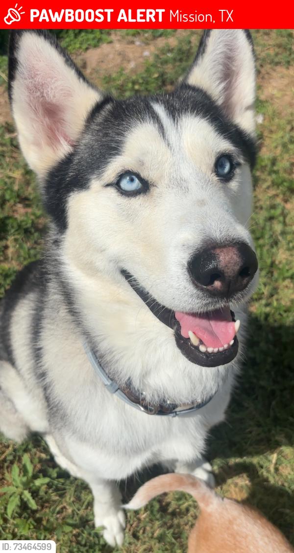 Lost Male Dog last seen Mayberry - Mil 2, Mission, TX 75872