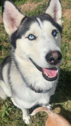 Lost Male Dog last seen Mayberry - Mil 2, Mission, TX 75872