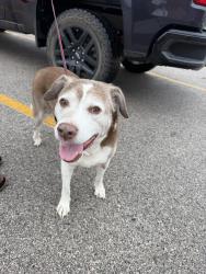 Found/Stray Male Dog last seen Pollo rico, Austin, TX 78745