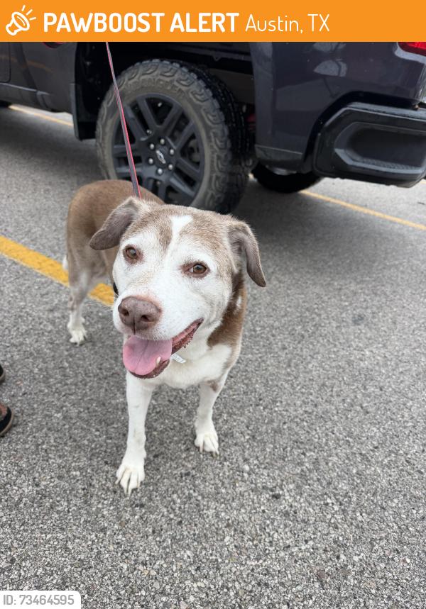 Found/Stray Male Dog last seen Pollo rico, Austin, TX 78745