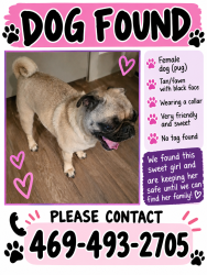 Reunited Female Dog last seen Simpson Stuart road and Bonnie view, Dallas, TX 75241
