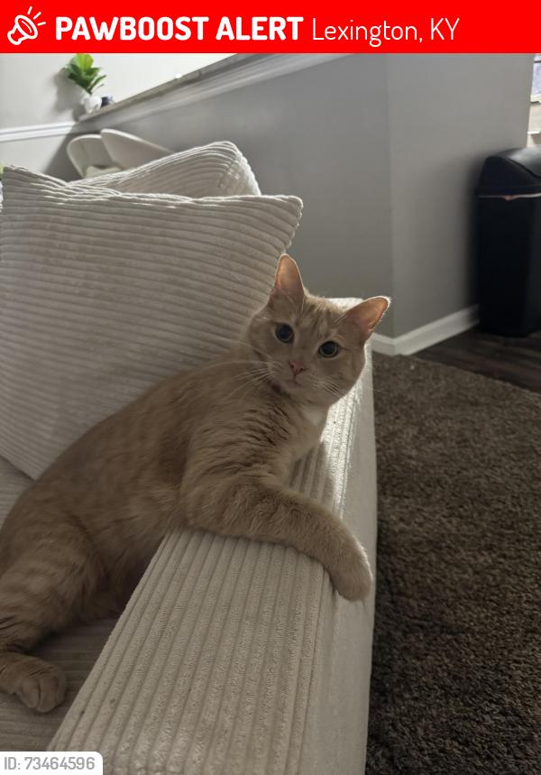 Lost Male Cat last seen Near patchen oaks apmt complex, Lexington, KY 40517