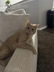 Lost Male Cat last seen Near patchen oaks apmt complex, Lexington, KY 40517