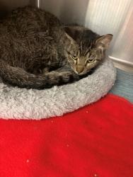 Shelter Stray Male Cat last seen Near blk grand, District 2 - West Cleburne, TX, 2375 Service Dr, Cleburne, TX 76033, USA