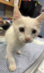 Shelter Stray Male Cat last seen Near Momerath Court Decatur Georgia 30032, 30032, GA, 3280 Chamblee Dunwoody Rd, Chamblee, GA 30341, USA