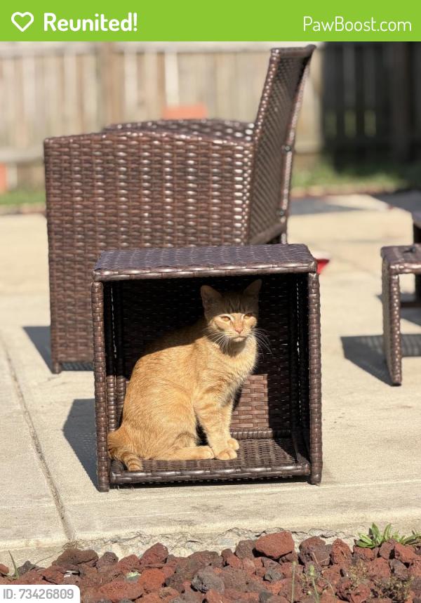Reunited Female Cat last seen Spinnaker Dr., Hope Mills, NC 28348