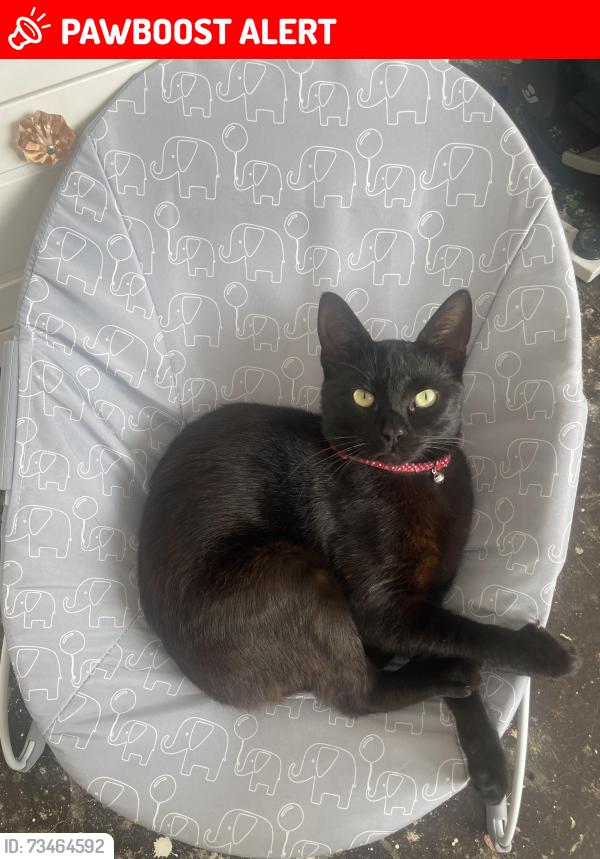 Lost Male Cat last seen Ormskirk road, between Sherwood Drive and Norley Hall Ave., Greater Manchester, England 