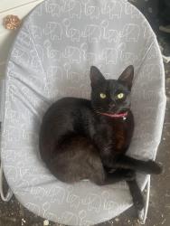 Lost Male Cat last seen Ormskirk road, between Sherwood Drive and Norley Hall Ave., Greater Manchester, England 