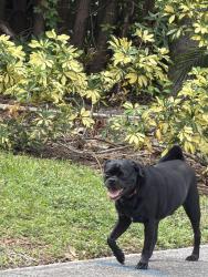 Found/Stray Male Dog last seen 16th street and 21st ave, St. Petersburg, FL 33704