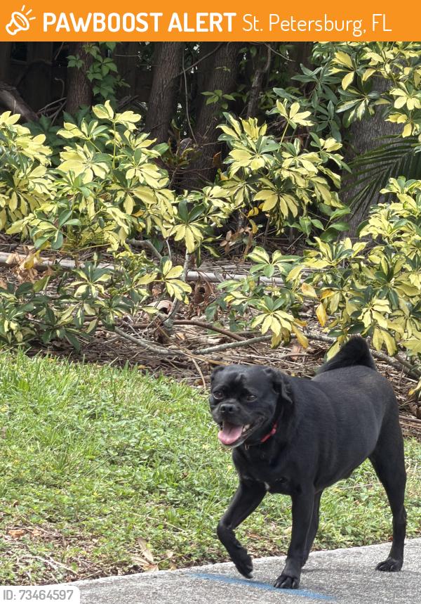 Found/Stray Male Dog last seen 16th street and 21st ave, St. Petersburg, FL 33704