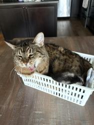 Lost Female Cat last seen Hammond crescent, Edmonton, AB T6M 0K2