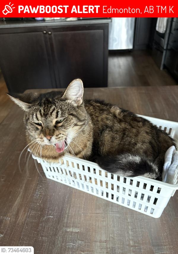Lost Female Cat last seen Hammond crescent, Edmonton, AB T6M 0K2