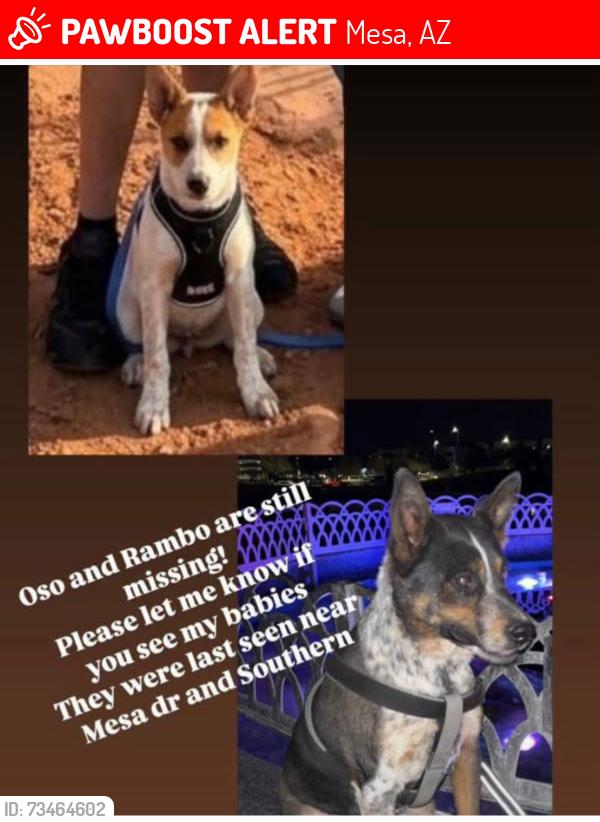 Lost Male Dog last seen Southern ave and broadway rd, Mesa, AZ 85204