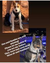 Lost Male Dog last seen Southern ave and broadway rd, Mesa, AZ 85204