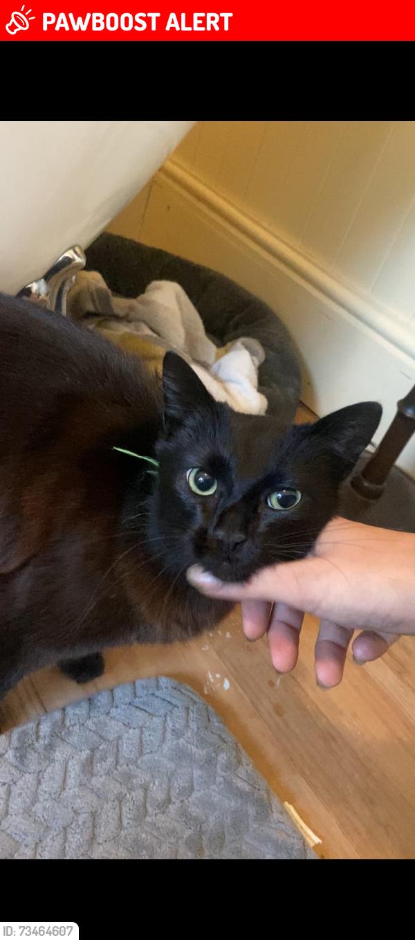 Lost Female Cat last seen St.austell brewery’s, St Austell, England PL25 4BT