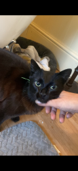 Lost Female Cat last seen St.austell brewery’s, St Austell, England PL25 4BT