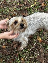 Reunited Male Dog last seen Pastoria or mercado drive, Houston, TX 77083